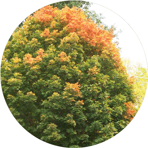A Fall Fiesta Sugar Maple tree, with leaves starting to turn orange.